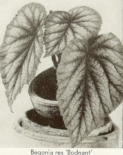 B. ‘Bodnant’